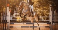 A beautiful racehorse with a rider in the saddle jumps over a high barrier at a competition. Equestrian sports and horse riding