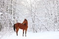 Beautiful racing horse in winter woods Royalty Free Stock Photo