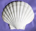 Very large `Great Scallop` shell from Masirah Island, Oman, Indian Ocean Royalty Free Stock Photo