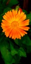 A beautiful, radiant orange daisy