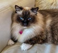 Beautiful ragdoll cat