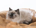 beautiful ragdoll cat