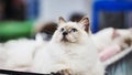 Beautiful ragdoll cat lying down and looking up Royalty Free Stock Photo