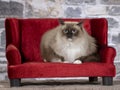 Ragdoll cat on a red sofa Royalty Free Stock Photo