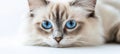Beautiful Ragdoll Cat Portrait with Striking Blue Eyes and Serene Expression in Studio Setting Royalty Free Stock Photo