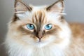 Beautiful Ragdoll Cat Portrait with Striking Blue Eyes on Soft Gray Backdrop in Studio Setting Royalty Free Stock Photo