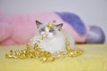 Beautiful ragdoll cat ready for a party. Royalty Free Stock Photo