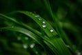 Beautiful rain dew drops on a dark green grass leaves in sun light. Nature background closeup. Copy space. Template for design gre Royalty Free Stock Photo