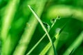 Beautiful rain dew drops on a green grass leaves in sun light. Nature background closeup. Copy space. Template for design greeting Royalty Free Stock Photo