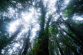 Beautiful rain forest at ang ka nature trail in doi inthanon nation park, Thailand Royalty Free Stock Photo