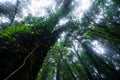 Beautiful rain forest at ang ka nature trail in doi inthanon nation park, Thailand Royalty Free Stock Photo