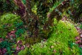 Beautiful rain forest at ang ka nature trail in doi inthanon nation park, Thailand Royalty Free Stock Photo