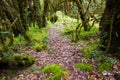 Beautiful rain forest at ang ka nature trail in doi inthanon nation park, Thailand Royalty Free Stock Photo