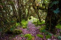 Beautiful rain forest at ang ka nature trail in doi inthanon nation park, Thailand Royalty Free Stock Photo