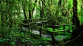 Beautiful rain forest at ang ka nature trail Royalty Free Stock Photo