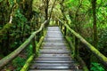 Beautiful rain forest at ang ka nature trail Royalty Free Stock Photo