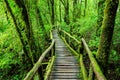 Beautiful rain forest at ang ka nature trail Royalty Free Stock Photo