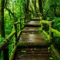 Beautiful rain forest at ang ka nature trail Royalty Free Stock Photo