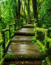 Beautiful rain forest at ang ka nature trail Royalty Free Stock Photo