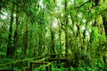 Beautiful rain forest at ang ka nature trail Royalty Free Stock Photo