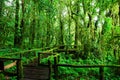 Beautiful rain forest at ang ka nature trail Royalty Free Stock Photo