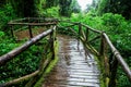 Beautiful rain forest at ang ka nature trail Royalty Free Stock Photo