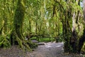 Beautiful rain forest at angka nature trail in doi inthanon natio