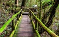 Beautiful rain forest at angka nature trail in doiinthanon national park, Thailand Royalty Free Stock Photo