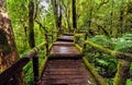 Beautiful rain forest at angka nature trail in doiinthanon national park, Thailand Royalty Free Stock Photo