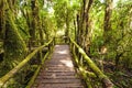 Beautiful rain forest at angka nature trail in doiinthanon national park, Thailand Royalty Free Stock Photo