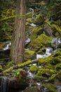 Beautiful Rain Forest Creek in the Pacific Northwest. Royalty Free Stock Photo