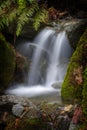 Beautiful Rain Forest Creek in the Pacific Northwest. Royalty Free Stock Photo