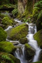 Beautiful Rain Forest Creek in the Pacific Northwest. Royalty Free Stock Photo