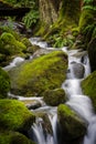 Beautiful Rain Forest Creek in the Pacific Northwest. Royalty Free Stock Photo