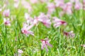 Beautiful Rain Lily Flower, Zephyranthes Lily Fairy Lily Little