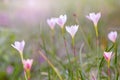 Beautiful Rain Lily Flower, Zephyranthes Lily Fairy Lily Little