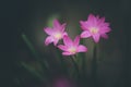 Beautiful rain lily flower. Zephyranthes Lily