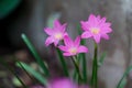 Beautiful rain lily flower. Zephyranthes Lily