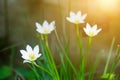 Beautiful rain lily flower. Zephyranthes Lily Royalty Free Stock Photo