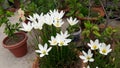 This is beautiful rain lily flowers blooming. Royalty Free Stock Photo