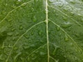 Beautiful rain water drop on green leaf closeup natural background Royalty Free Stock Photo