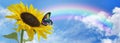 Sunflower Butterfly Rainbow sky banner Royalty Free Stock Photo