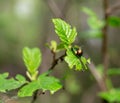 Beautiful rainbow beetles copulate on leaves on a Sunny day