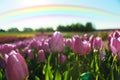Beautiful rainbow in blue sky over field of blooming tulips on sunny day Royalty Free Stock Photo