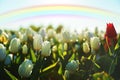 Beautiful rainbow in blue sky over field of blooming tulips on sunny day Royalty Free Stock Photo