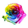 Beautiful rainbow colored rose bud isolated on white background Royalty Free Stock Photo