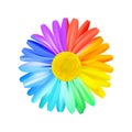 Beautiful rainbow daisy flower, multicoloured camomile. Premium vector.