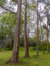 Beautiful Rainbow Eucalyptus Trees in Keahua Arboretum on Kauai Island Royalty Free Stock Photo