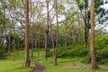 Beautiful Rainbow Eucalyptus Trees in Keahua Arboretum on Kauai Island Royalty Free Stock Photo