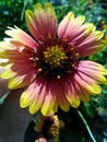 Beautiful Rainbow Gaillardia Wildflower Blooming In Louisiana